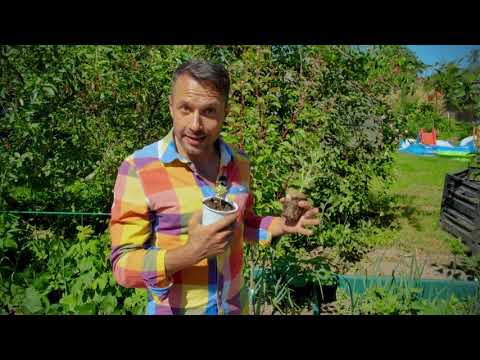 Многофункциональная дорожка | Вкусная клумба