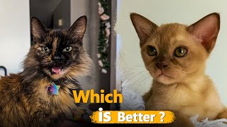 THE CYMRIC CAT BETTER THAN THE BURMESE CAT? FAMILY GUARD CAT by Animal Beast 165 views 3 months ago 3 minutes, 32 seconds