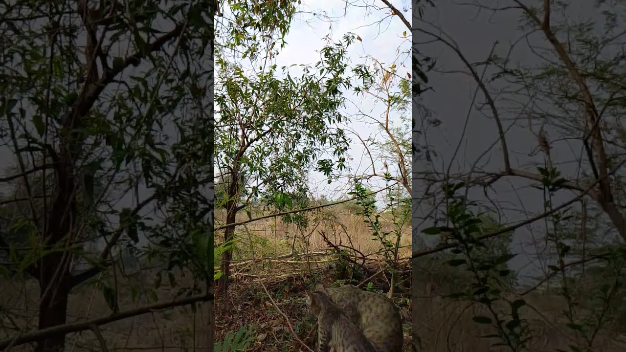 Monkey and cat video|| cat give the smile channel......