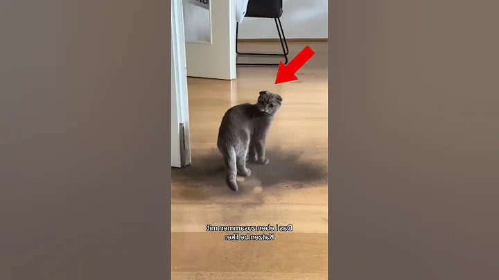 Watch the video about 👉 You Won’t Believe This Cat’s True Color After a Bath! 😱🐱 #shorts#wgitachi#cat#uk#satisfying#foryou