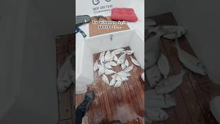 Çipura ve Lidaki Avı. İzmir İnciraltı Tekne ile Balık Avı.. #çipura #balık #balıkavı #lidaki #izmir