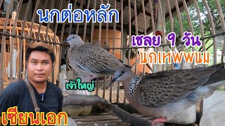 นกเขาใหญ่ เชลยอายุกรง 9 วัน (เทพพนม),พร้อมชมนกต่อตัวเด็ดในค่าย