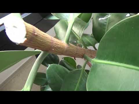 Video: Ficus Cauciuc