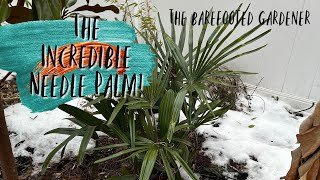 Palm Sundays: Needle Palm | The Barefooted Gardener 