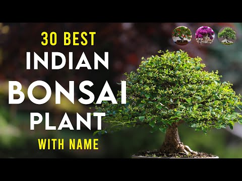 30 Best Plants For Bonsai In India | Bonsai Trees For Beginners | Indian Bonsai Plant Identification