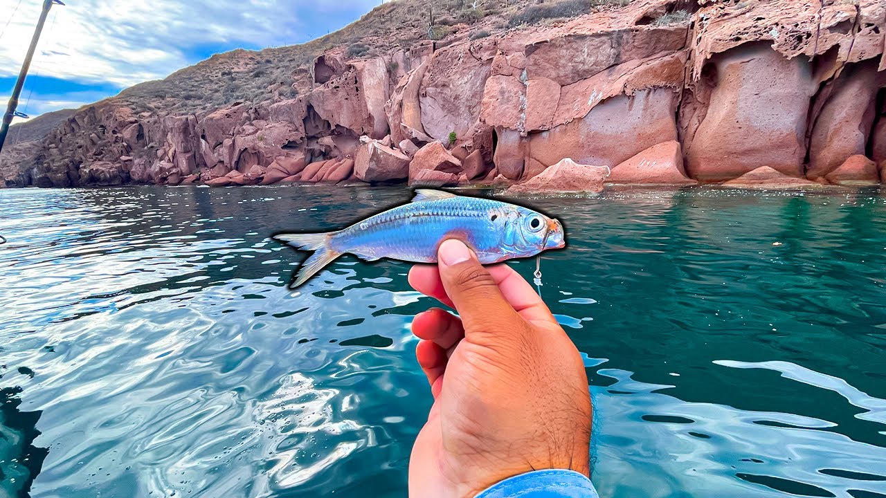 Pesca con CARNADA VIVA en aguas ULTRA CLARAS|| MULTIESPECIES