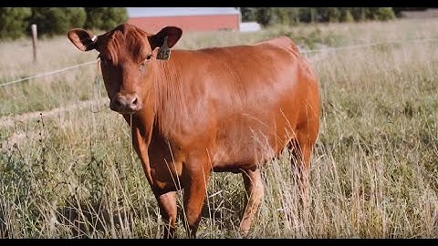 Adaptive Grazing 101: What Should You Do With Heifers that Don