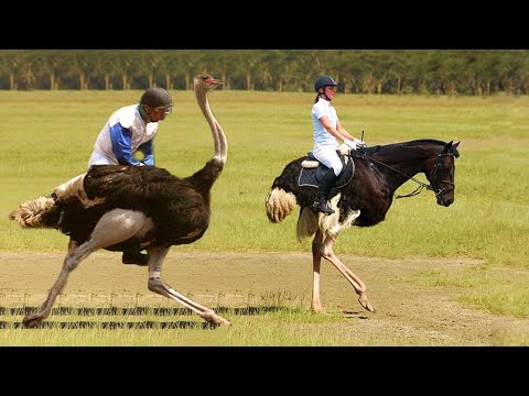 Video: Top Most Unusual Sports