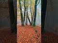 falling leaves 🍂 #1million #friesland #travel #1 #autumn
