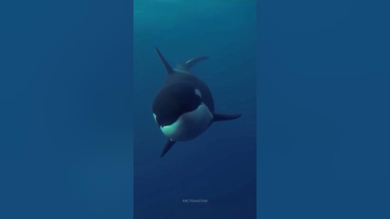 Why Don't Orcas Attack Humans - YouTube