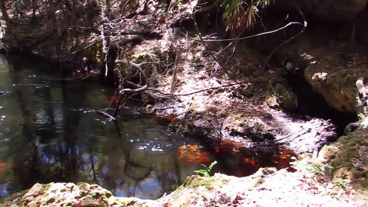 Steinhatchee River Sinks & Rise, Florida