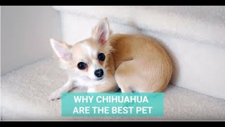 Why Chihuahua Makes Good Pets For Everyone by Tailwise 55 views 4 years ago 43 seconds