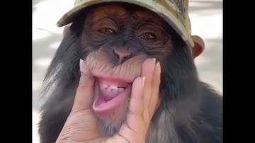 Neuralink brain chip: Elon Musk