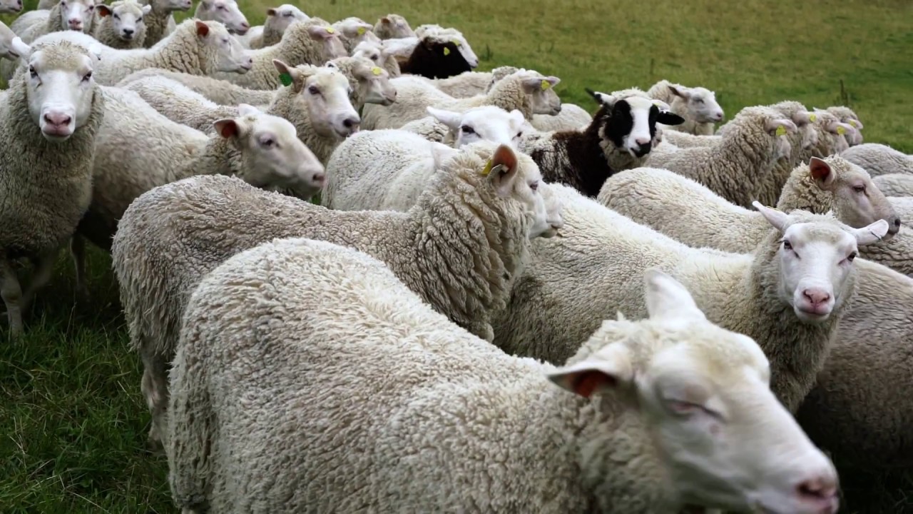 Ull och skinn - en hyllning till hantverket och fåret