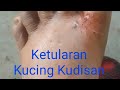 Daun Anting Anting Lezat di Sayur Bening @gurubangsa9617 