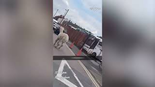 Alpaca on the loose by Metro Newspaper UK 428 views 1 year ago 8 seconds