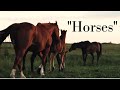 "Horses"- A Short Production