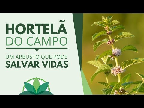 Vídeo: Hortelã Do Campo