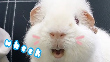 The loudest wheek ever of a guinea pig- hughug a guinea pig