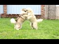 斗殴现场！两只阿拉斯加一言不合就干仗！ Fighting,Two puppies alaskan malamute fight.How do you think?Cute or Terrible?