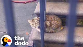 stray brooklyn cat refused trust anyone year dodo
