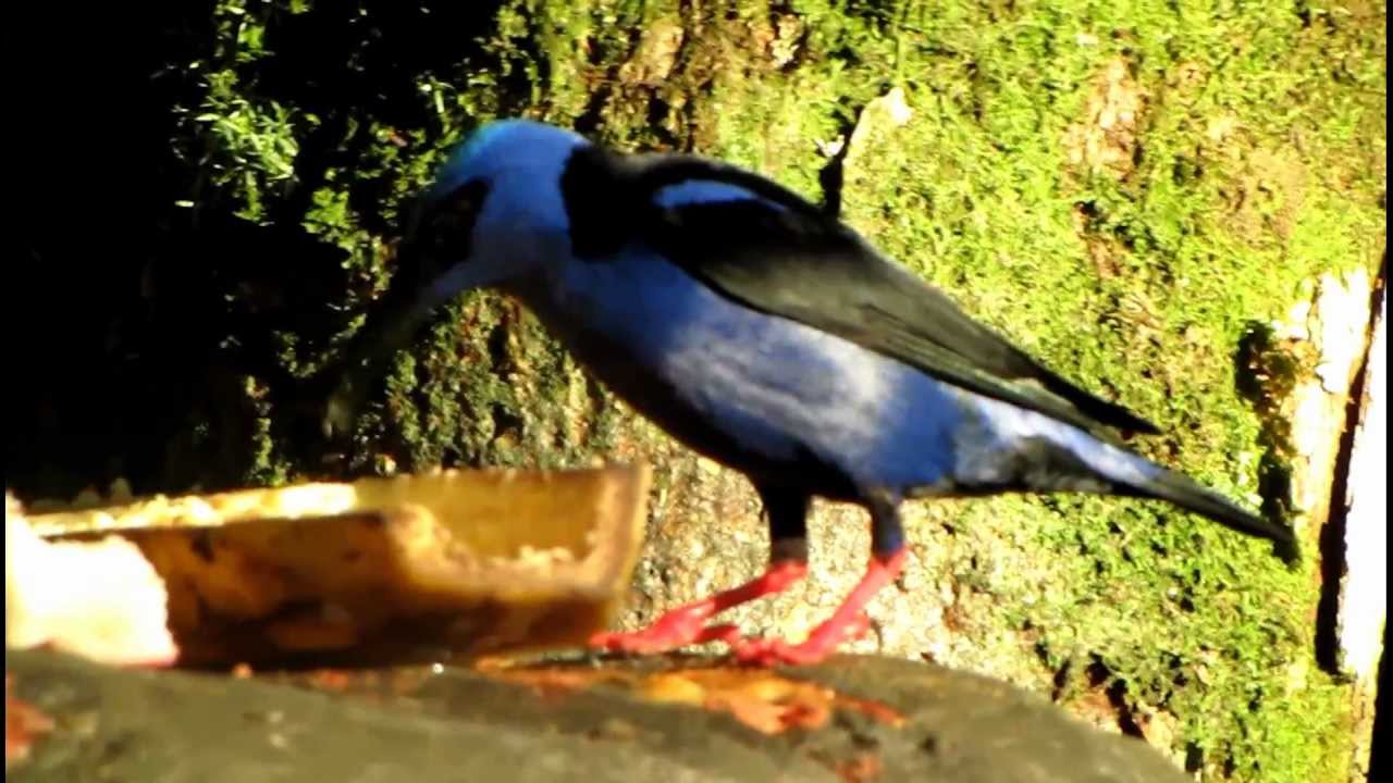 Red-legged Honeycreeper - Cyanerpes cyaneus -Aves ensenada de Utria