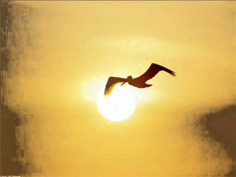 hakan yeşilyurt -eftelya