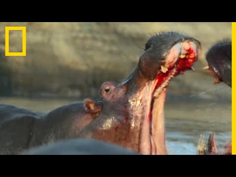 Vidéo: D'où viennent les hippopotames ?