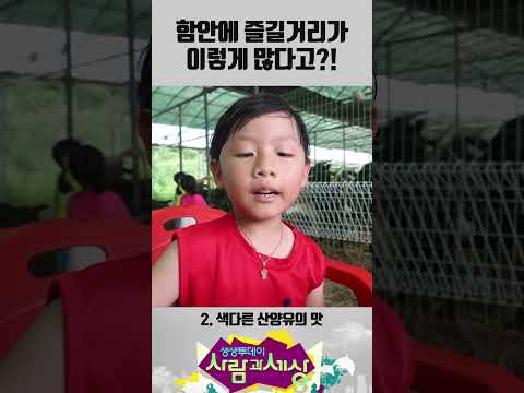 🐏 #경남 #<strong>함안</strong> #강주 #해바라기 #해바라기축제 #복숭아 #복숭아체험농장 #양떼목장 #경남여행 #여름휴가 #축제 #KBS창원 #shorts