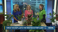 Great houseplants for winter in Portland