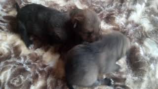 Щенки в дар! ДОСТАВКА в Липецк, Воронеж, Елец! Щенки в дар! ДОСТАВКА в Липецк, Воронеж, Елец!