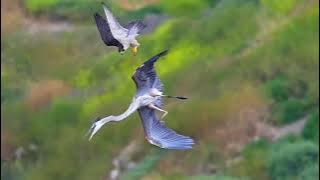 Air battle- peregrine falcon vs great blue heron #falcon