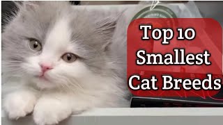 Top 10 Smallest Cat Breeds