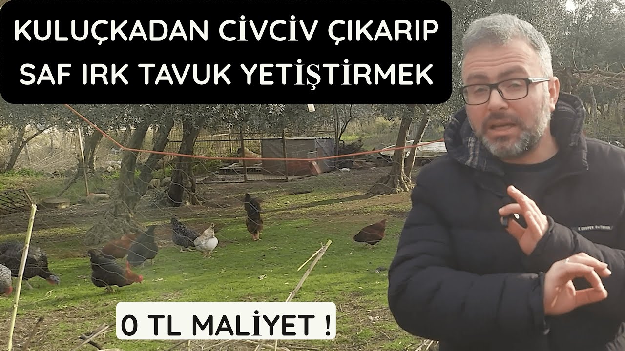 KENDİ TAVUĞUNU YETİŞTİRMEK | TAVUK YETİŞTİRİCİLİĞİ HOBİ BAHÇESİ YAPIMI