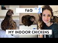 faq about my INDOOR PET CHICKEN