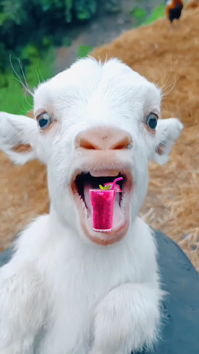 baby #cute #goat #main main #voice #sound 🙏🐑🎤