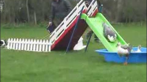 Duck Herding | ACF Teambuilding & Events