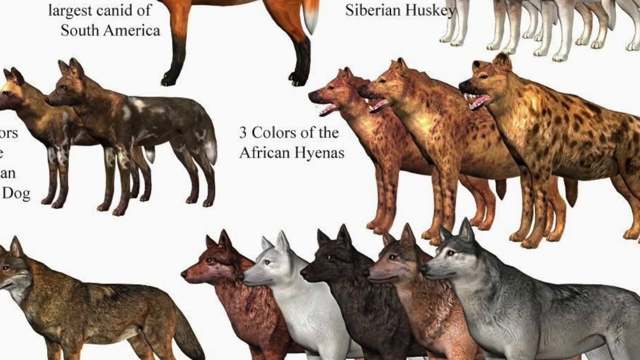 Волк тип животного. Волк тип животного. Волк тип животного. Волк разновидности. Волк долины маккензи.