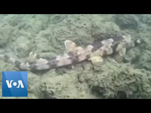 Newly Discovered Species of ‘Walking Shark’ Takes a Stroll on the Seabed
