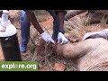 Severely Wounded Elephant Calf with Snare is Captured and Treated