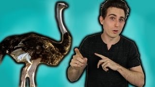 "LARGEST BIRD!" - Landon's Animal Fact of the Day!