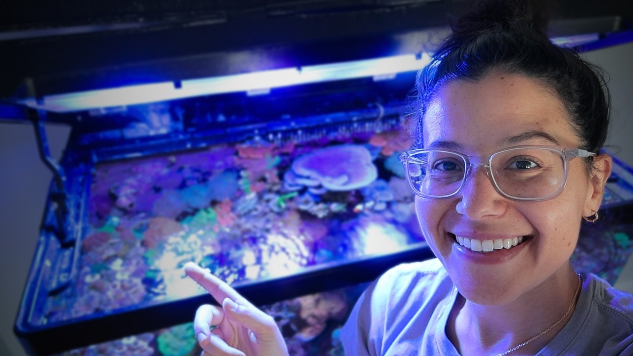 ALL 38 ZOAs In My 65G Reef Tank