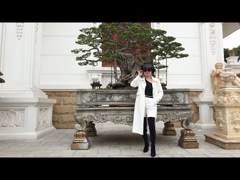Video SH.3615.Cây Sanh ôm đá của ông Trường giấy như mảnh... - youtube