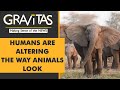 Gravitas: Elephants being born without tusks in Mozambique