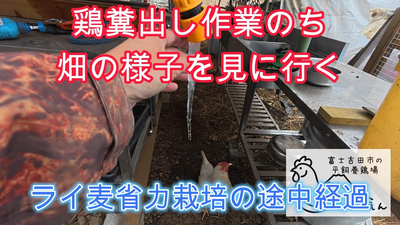 養鶏の重労働、鶏糞だし作業、のち畑の様子を見に行く、ライ麦省力栽培の途中経過【農業・家庭菜園・自給自足】