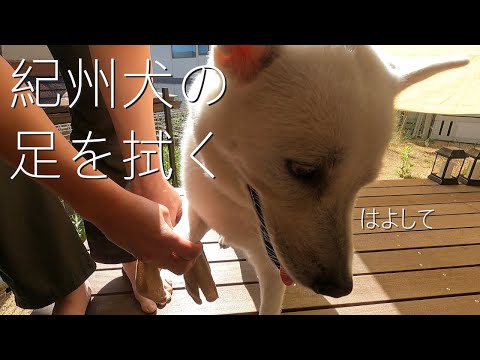 【第9回】紀州犬の足を拭く。