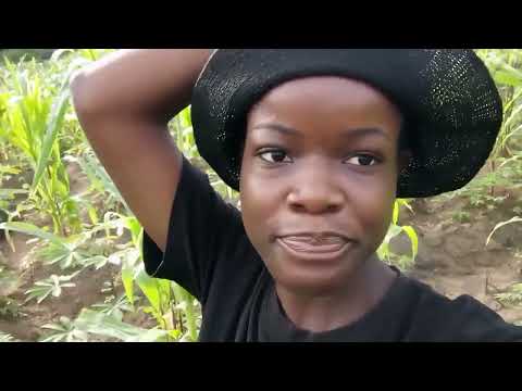 Farming vlog , Nwa Afo Igbo #makemefamous #youtubevideo #youtube