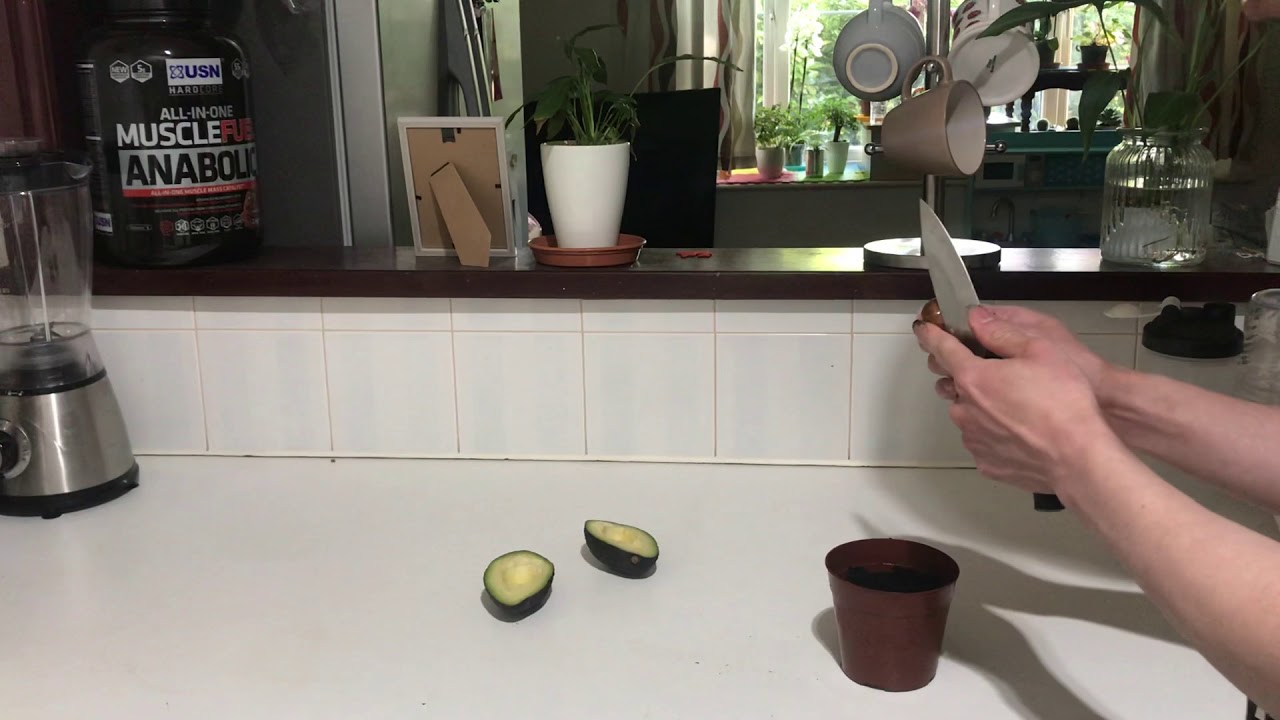 Grow avocado from seed in different ways