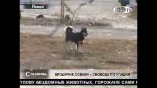 Молдавия. Бродячие собаки