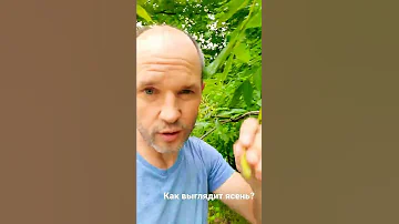 Как выглядит ясень?